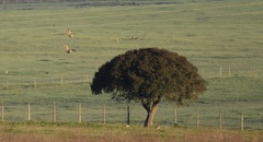 Pterocles orientalis