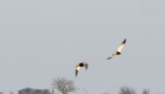 Pterocles orientalis