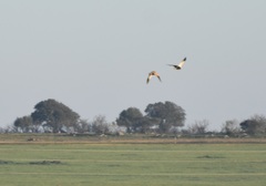 Pterocles orientalis