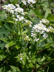 Cardamine leucantha