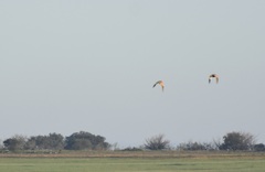 Pterocles orientalis