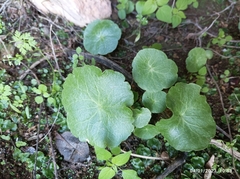 Umbilicus rupestris