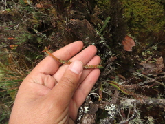 Melpomene moniliformis