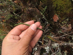 Melpomene moniliformis