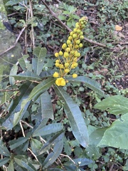 Acridocarpus natalitius