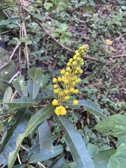 Acridocarpus natalitius