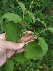 Cornus sanguinea australis