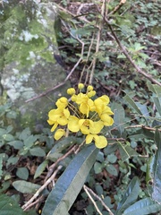 Acridocarpus natalitius