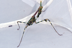 Empusa