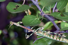 Empusa