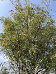 Azadirachta indica