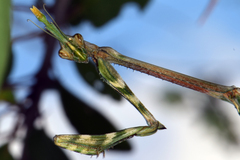 Empusa