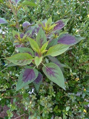 Celosia argentea