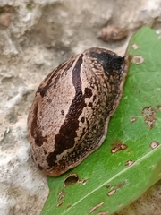 Drusia ibera