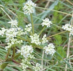 Aciphylla simplicifolia