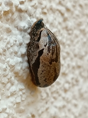 Drusia ibera