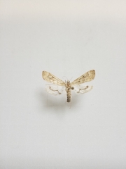 Parapoynx stratiotata