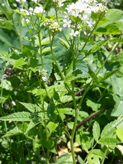 Cardamine leucantha