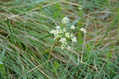 Aciphylla simplicifolia