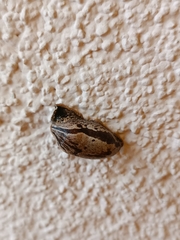 Drusia ibera