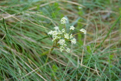 Aciphylla simplicifolia