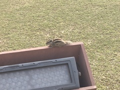 Funambulus pennantii