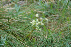 Aciphylla simplicifolia