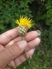 Centaurea orientalis