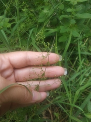 Galium tenuissimum