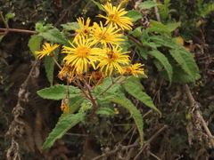Munnozia senecionidis