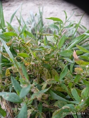 Uromyces polygoni-avicularis