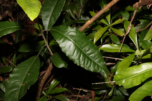 Image of Acronychia pubescens by (c) Greg Tasney, some rights reserved (CC BY-SA)