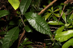 Acronychia pubescens