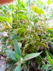 Uromyces polygoni-avicularis