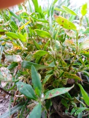 Uromyces polygoni-avicularis