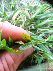 Uromyces polygoni-avicularis