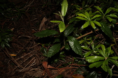 Acronychia pubescens