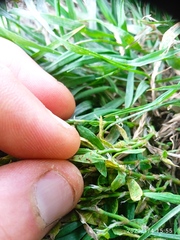 Uromyces polygoni-avicularis