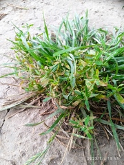 Uromyces polygoni-avicularis