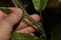 Acronychia pubescens