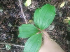 Polygonatum latifolium