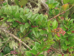 Pentacalia