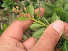 Pentacalia