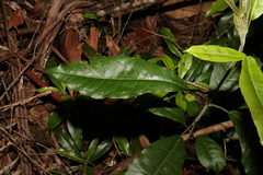 Acronychia pubescens
