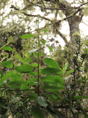 Pentacalia
