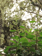 Pentacalia