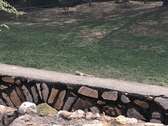 Funambulus pennantii