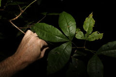 Acronychia pubescens