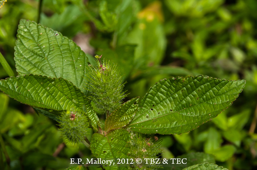 Acalypha arvensis