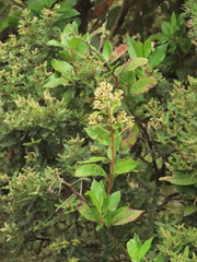 Pentacalia